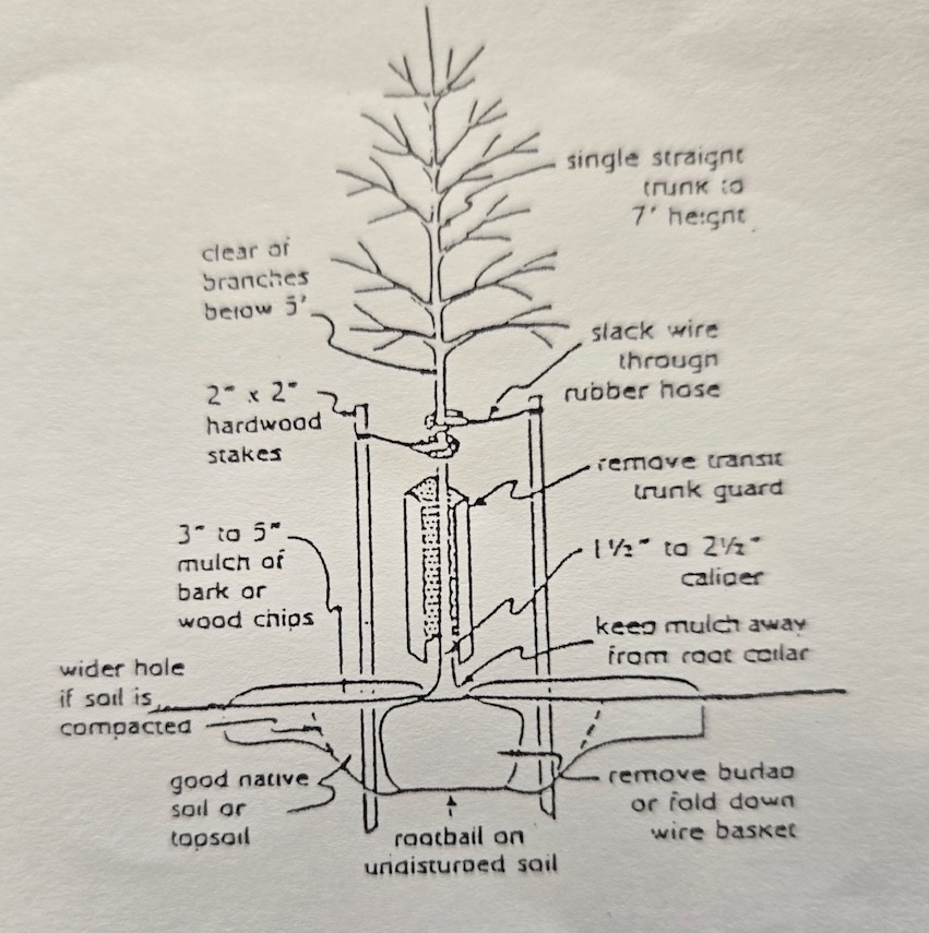 Best protections for our city’s trees